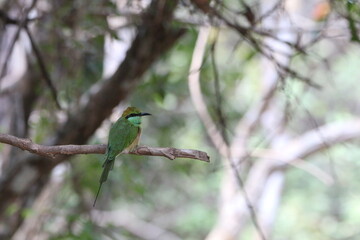 Sri Lankan Birds in the Wild. 