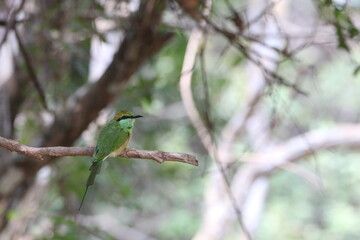Beautiful Birds in the Wild, Sri Lanka 