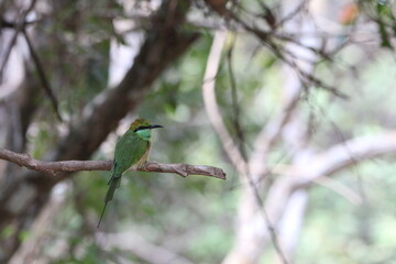 Beautiful Birds in the Wild, Sri Lanka 