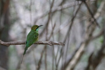 Beautiful Birds in the Wild, Sri Lanka 