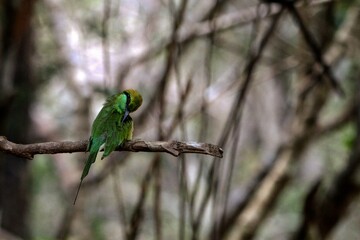 Beautiful Birds in the Wild, Sri Lanka 