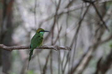 Beautiful Birds in the Wild, Sri Lanka 