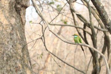 Beautiful Birds in the Wild, Sri Lanka 