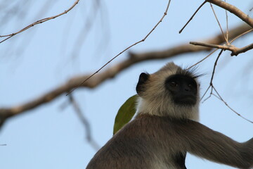 Obraz premium Tufted grey langur | Sri Lanka 