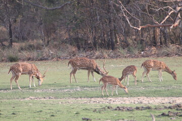 Spotted Deer in Wilpattu National Park, Sri Lanka 