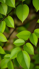 Obraz premium Wellbeing Green Leaves Circular Horizontal, cinematic, with white tones