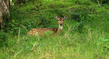 Spotted Deer in Wilpattu National Park, Sri Lanka 