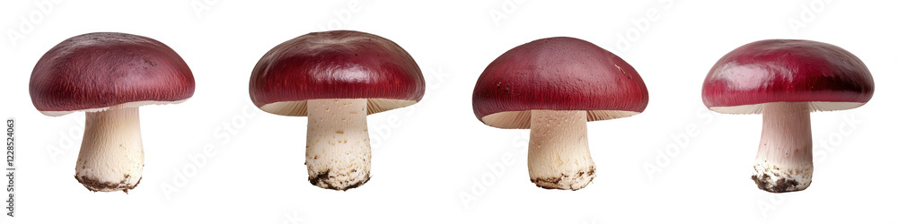 Poster closeup of vibrant red mushroom caps growing in a natural forest setting the mushrooms have distinct