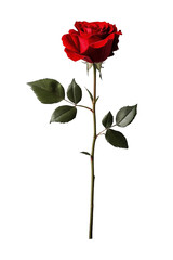 Fototapeta premium Detailed Close-Up of Red Rose on Transparent Background