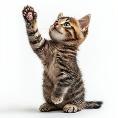 Fototapeta premium Playful kitten reaching up, white background, studio shot, pet adoption