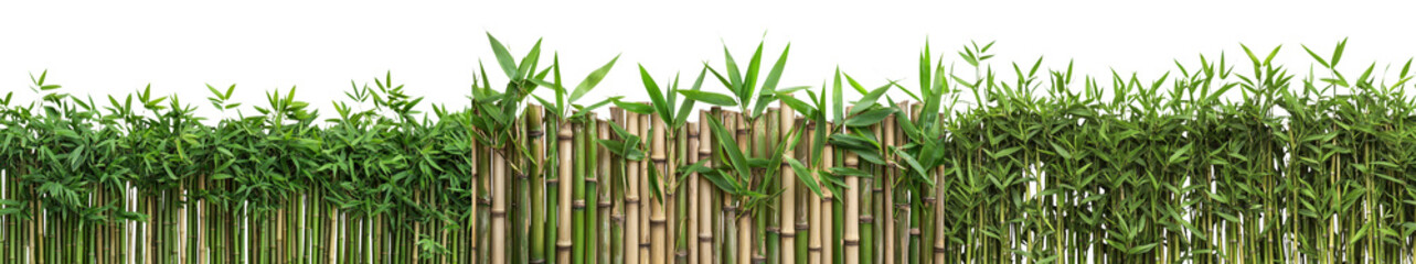 Obraz premium Lush Green Bamboo Forest Scenic Nature Environmental Background