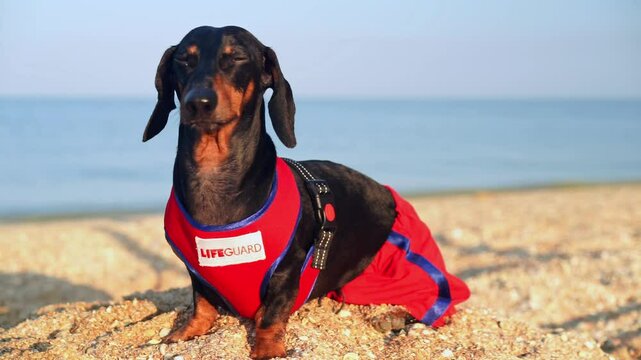 Relaxed dachshund dog sea rescuer in bright red sports uniform, basking on beach looking around, basking in sun without vacationers Tired lifeguard dozes squinting on sand Dream job Work-life balance