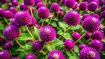 Fototapeta premium Close-Up Drone Photography of Vibrant Purple Globe Amaranth Flowers â€“ Nature's Beauty in Detail
