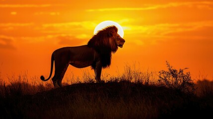 Majestic Lion Silhouette Against Sunset in African Wilderness
