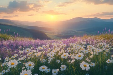Meadow with white daisies at sunrise in countryside
