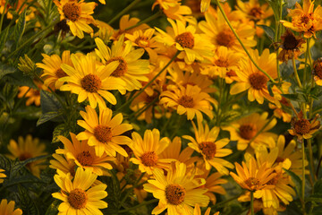 Yellow Flowers in a Garden