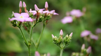 FLOR DE SIPANEA PRATENSIS