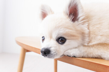 かわいい犬