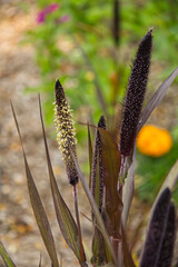 Cattail reeds in a Garden