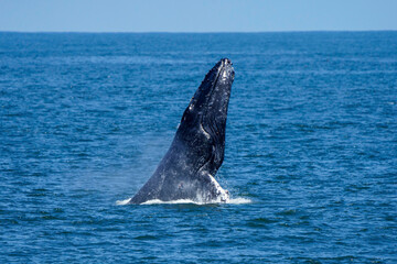 Fototapeta premium Humpback whale jumping 