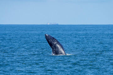 Fototapeta premium Humpback whale jumping out of water