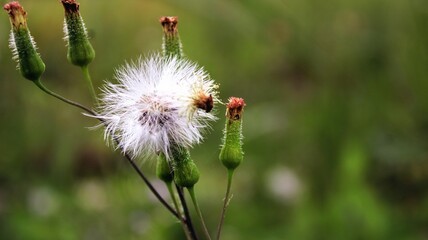 FLOR DIENTE DE LEON