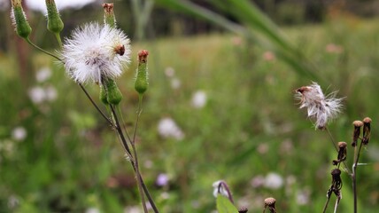 FLOR DIENTE DE LEON © albert
