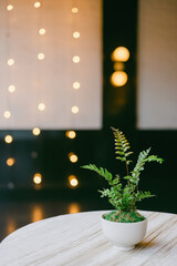 Small potted fern on wooden table in softly illuminated room with decorative lights at night