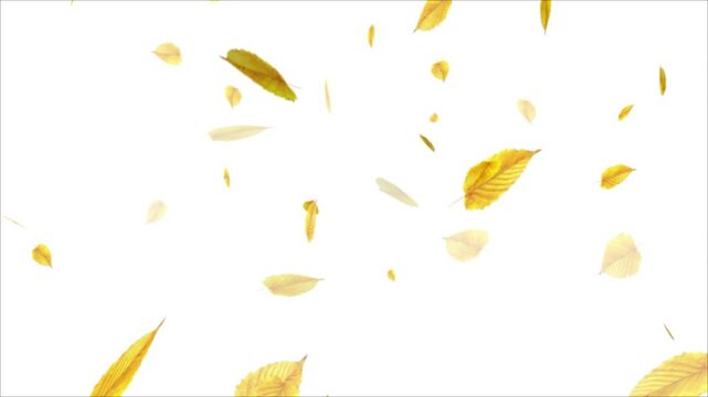 Autumn Leaf fall animation. Autumn maple leaves falling on black background. animated leaf falling. autumn maple leaves fall,
Hello Autumn card with leaves frame.4k falling Yellow Leaves Autumn.