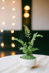 Small fern in a white pot placed on a wooden table in a softly lit indoor setting