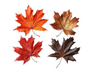 Autumn Leaves Collection on White Background