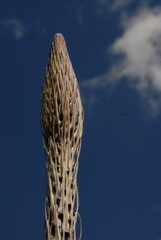 A close up of an agave plant.