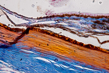 Pathology and Histology Tissue of Cat, Dog and rabbit under microscope.