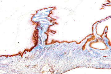 Pathology and Histology Tissue of Cat, Dog and rabbit under microscope.