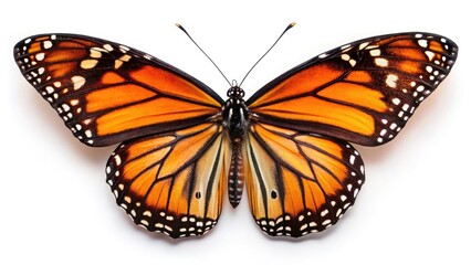 Fototapeta premium Stunning Macro Photography of a Beautiful Monarch Butterfly Isolated on White Background for Nature and Wildlife Enthusiasts