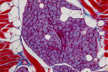 Pathology and Histology Tissue of Cat, Dog and rabbit under microscope.