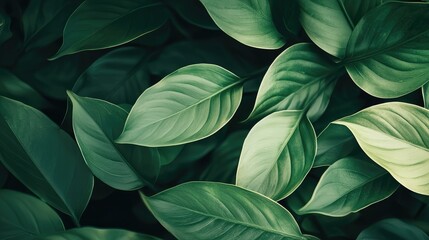 Fototapeta premium Lush Green Leaves With Soft Textures and Natural Patterns Background