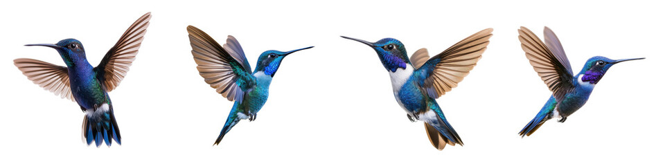 Fototapeta premium Stunning Hummingbird in Mid Flight Capturing Its Vibrant Colors and Graceful Movement A Mesmerizing Close up Shot of the Agile and Nectar Loving Bird in Action