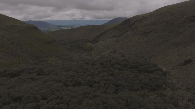 Aerial video of Espeletia Frailejones plants in a field with hills in the background. Ecuador