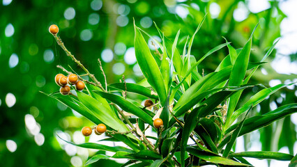 Pleomele angustifolia (Suji, suji hijau, Dracaena angustifoliae) leaves. The leaves are used to make green food coloring. Also used traditionally as medicine for several different ailments