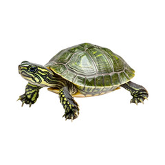 Obraz premium Small Green Turtle with Detailed Shell Pattern Isolated on Transparent Background