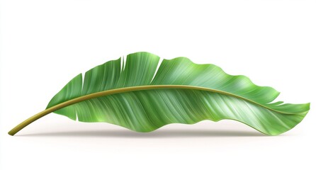 Fototapeta premium Single tropical banana leaf, isolated, white background, design element
