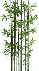 Obraz premium Lush bamboo grove, white background, nature design