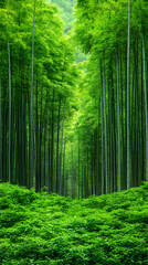 Fototapeta premium Lush green bamboo forest path, serene nature