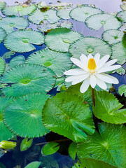 Dominican Republic, Santo Domingo, Nymphaea lotus in a pond