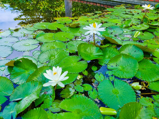 Dominican Republic, Santo Domingo, three Nymphaea lotus
