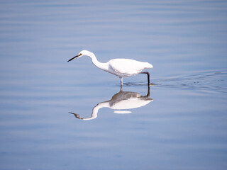 small white egret in the water