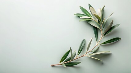 Obraz premium A delicate olive branch wrapped in a elegant template design , minimalism, design