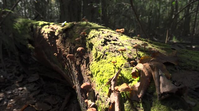 hongos sobre tronco y musgo