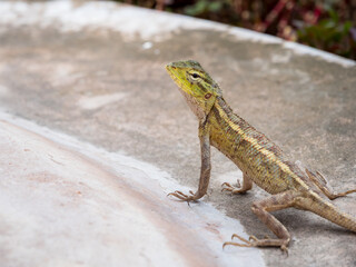 lizard on the rock